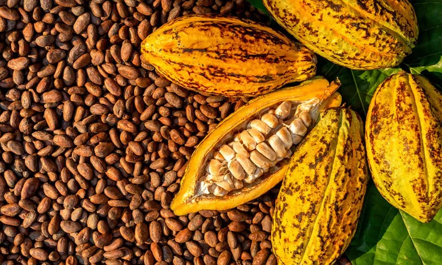 FEC Okays Bill To Establish National Cocoa Management Board