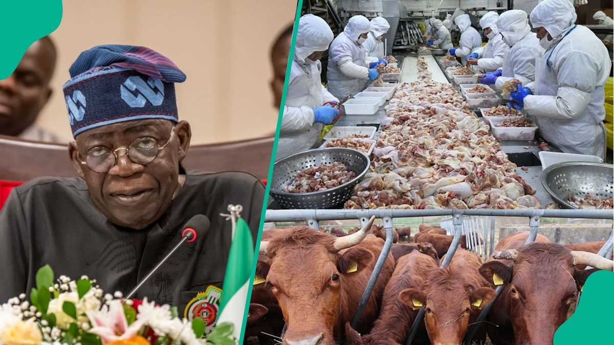 FG rolls out nationwide livestock empowerment programme, targets 1000 youths per state