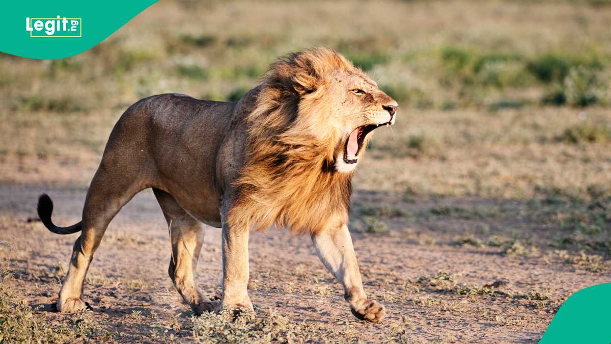 Man Confirmed Dead After He was Eaten by Lion He Bought Few Days Ago